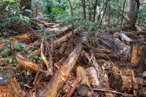 伐採されて森に放置された木 木,森,木材の写真素材