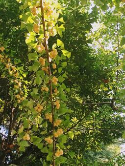 銀杏 銀杏,ぎんなん,イチョウの写真素材