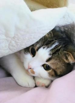 おやすみ おやすみの写真