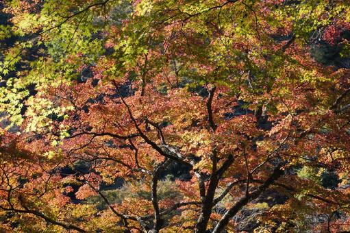 紅葉5 紅葉5の写真