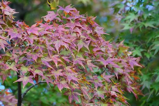 モミジの葉 モミジ,葉,植物の写真素材
