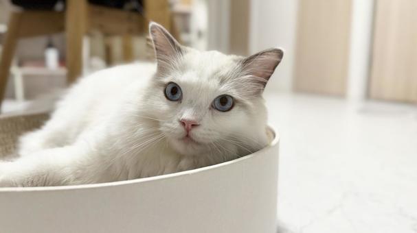 バリバリボウルで寛いでいるグドールの子猫 猫,ペット,かわいいの写真素材