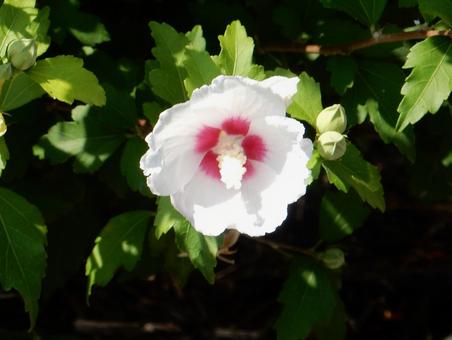[Flower photo] White Rose of Sharon, JPG