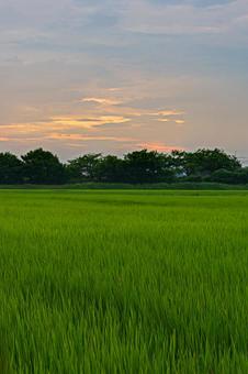夏の朝焼け 夏の朝焼けの写真