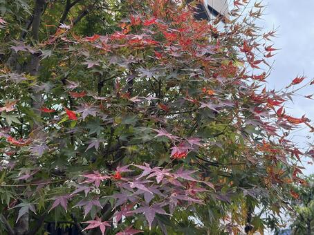 紅葉 秋,晩秋,秋のイメージの写真素材