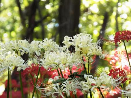 白と赤の彼岸花が咲く森 白と赤の彼岸花が咲く森の写真