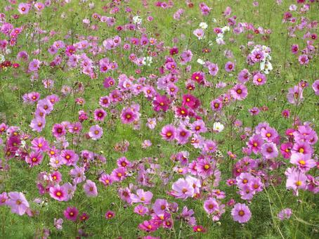 コスモス畑の写真