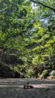 道に差し込む夏の光:生命力あふれる緑 道に差し込む夏の光:生命力あふれる緑の写真