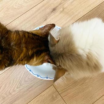 食事中の猫 食事中の猫の写真