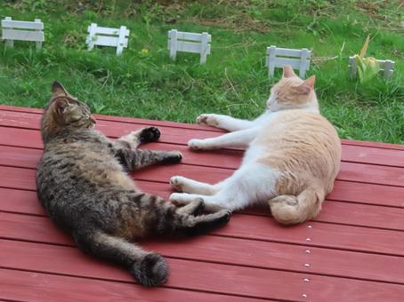 202510 我が家のにゃんこの写真