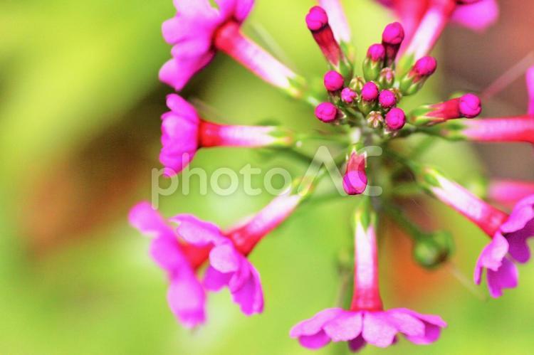 渓流にひっそりと咲くクリンソウ クリンソウ,花,植物の写真素材