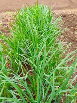 Photo, nila, open field cultivation, field, 