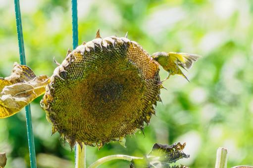 カワラヒワ(54) カワラヒワ(54)の写真