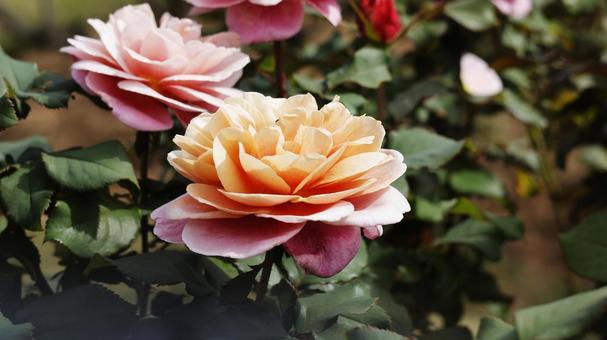 【花の写真】ばらの花 【花の写真】ばらの花 rose,植物,園芸の写真素材