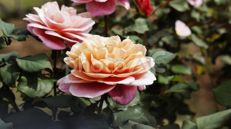 【花の写真】ばらの花 rose,植物,園芸の写真素材