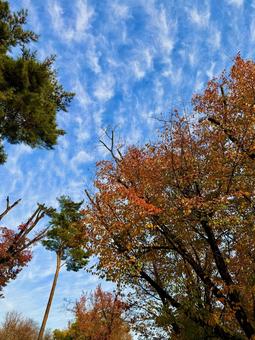 秋の空　紅葉 紅葉,秋空,空の写真素材