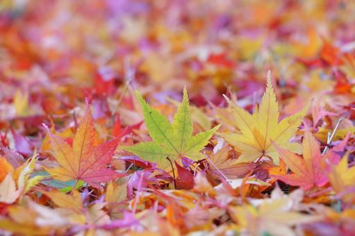 紅葉 秋の色 紅葉 秋の色の写真