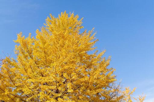 イチョウ　紅葉 イチョウ,黄色い,紅葉の写真素材