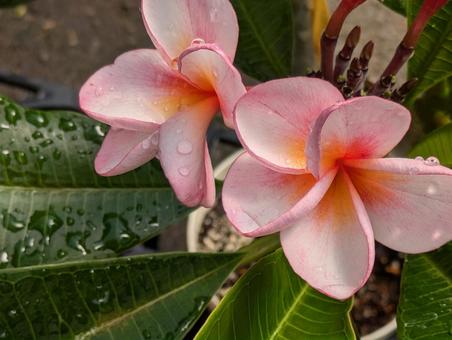 Plumeria, JPG Plumeria, JPG