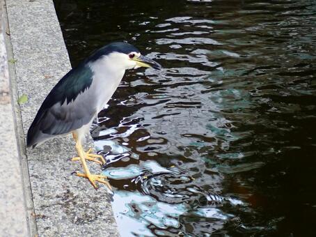 ゴイサギ2 ゴイサギ,五位鷺,野鳥の写真素材