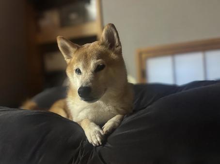 朝起きたらのぞき込んでいる柴犬 朝起きたらのぞき込んでいる柴犬 柴犬,しばいぬ,いぬの写真素材