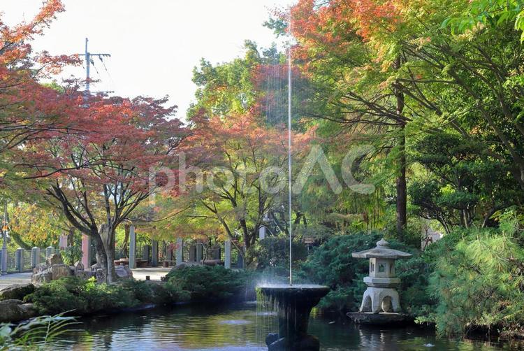 長崎公園の噴水とモミジ 紅葉,秋,風景の写真素材