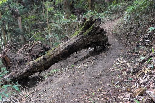 倒木が登山道をふさぐ② 倒木,登山道,通行注意の写真素材