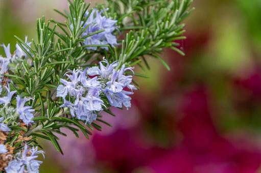 爽やかなローズマリーの花の写真