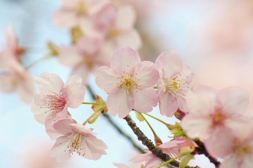 早咲き桜-245 早咲き桜-245の写真