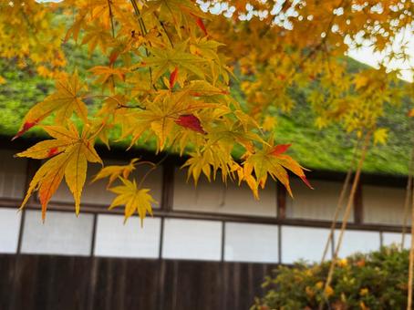 武家屋敷と黄色いカエデ イロハモミジ,武家屋敷,カエデの写真素材