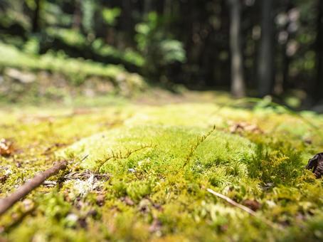 苔むす森の小径 苔むす森の小径の写真