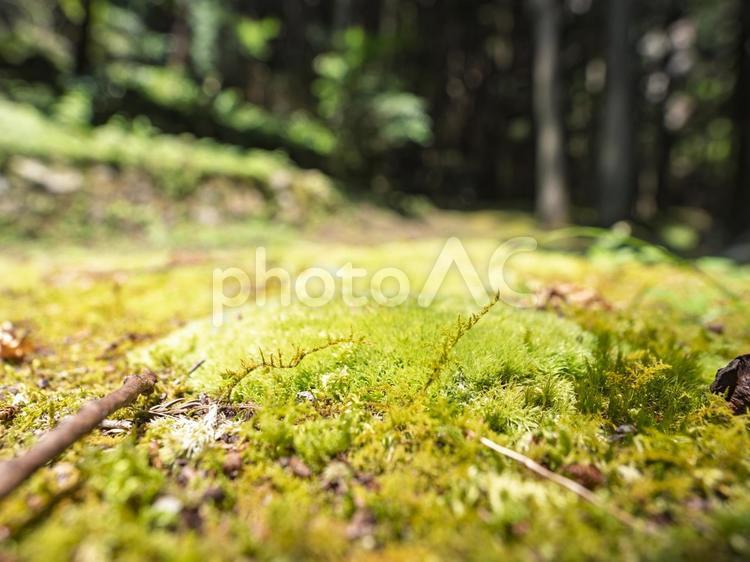 苔むす森の小径 苔,森,緑の写真素材