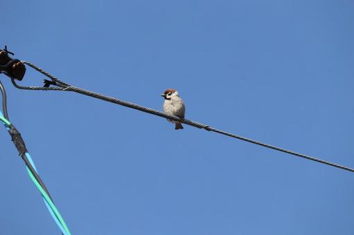 電線に止まっている雀 雀,すずめ,電線の写真素材
