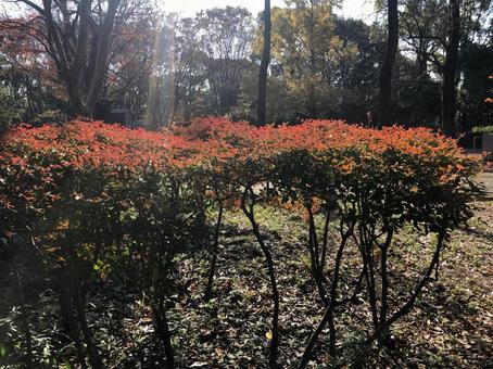 秋季植被 秋季植被