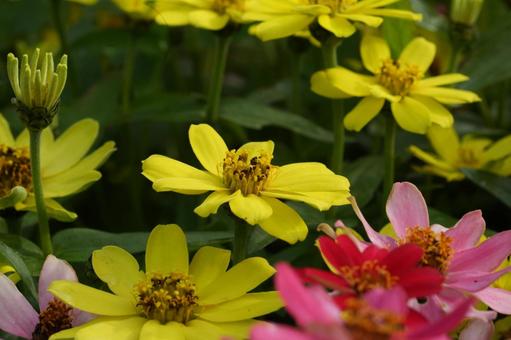 ジニア・プロフュージョン ジニア・プロフュージョン,秋の花,花壇の写真素材