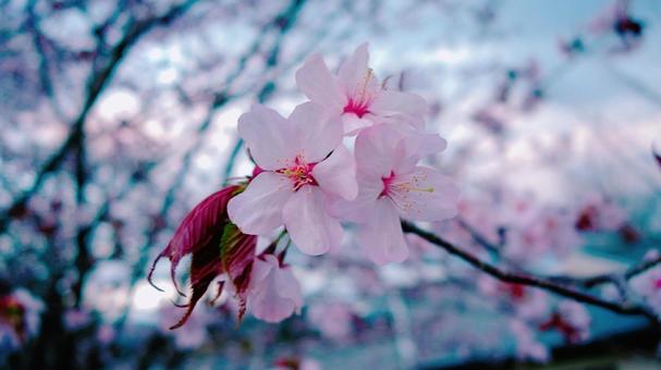 桜 桜の写真