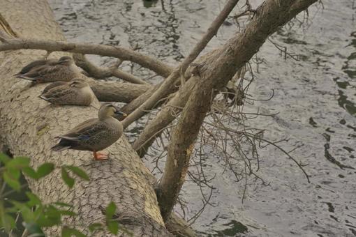 basking in the sun, pato, pato, pájaro, JPG