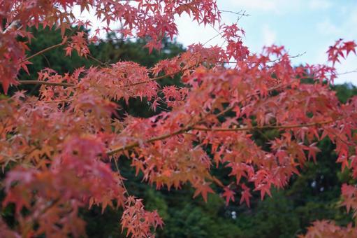 秋の風景 秋,もみじ,自然の写真素材