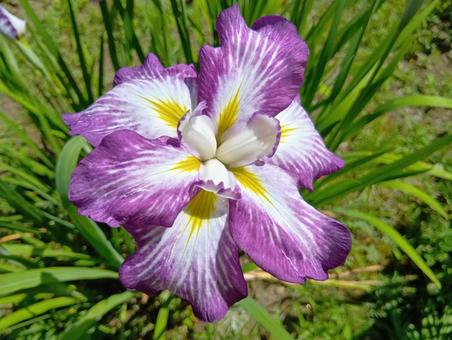 Iris at Iwamizawa City's Iris Park, JPG