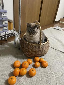 すっぽり 猫,ペット,癒しの写真素材