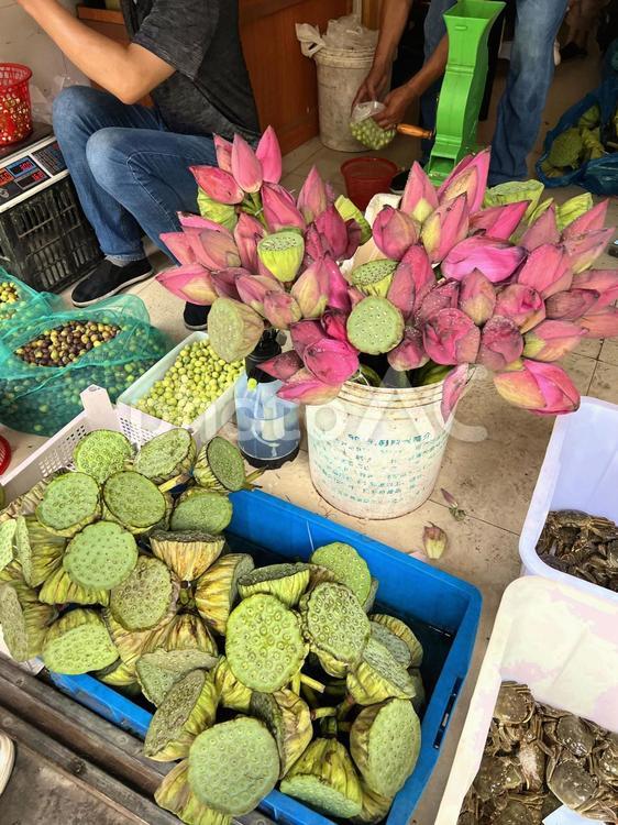 中国の市場で売られている蓮の花と花托 蓮,蓮の花,花托の写真素材