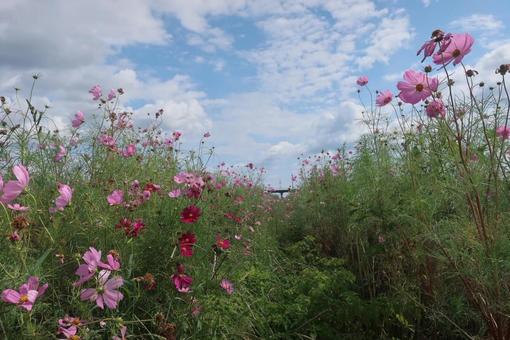 コスモス畑 コスモス畑 コスモス,日本,風景の写真素材