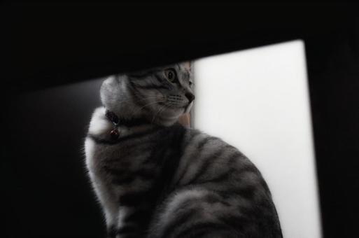 猫のいる生活 猫のいる生活の写真