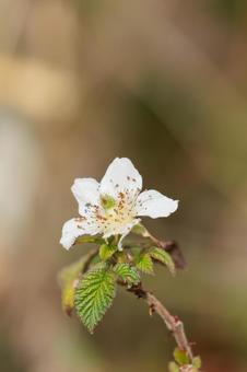春の野原に咲く野いちごの花 春の野原に咲く野いちごの花の写真
