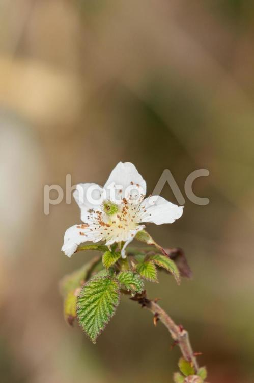 春の野原に咲く野いちごの花 植物,花,自然の写真素材