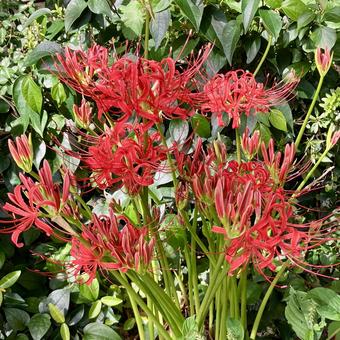 花★彼岸花・曼殊沙華（赤） 彼岸花,曼殊沙華,赤の写真素材