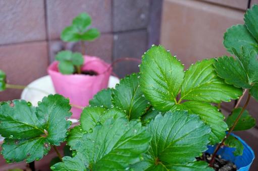 鉢植え苺苗の葉っぱと水滴07 苺苗,イチゴ,苗の写真素材