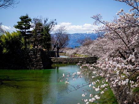 青空とアルプスを背景に咲く桜 青空とアルプスを背景に咲く桜の写真