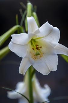 テッポウユリ テッポウユリの写真