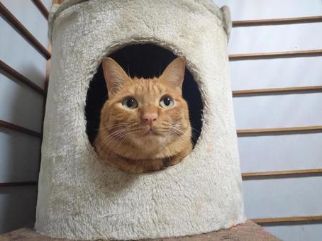 穴から見つめる茶トラ猫　cat 茶トラ猫,動物,キャットタワーの写真素材